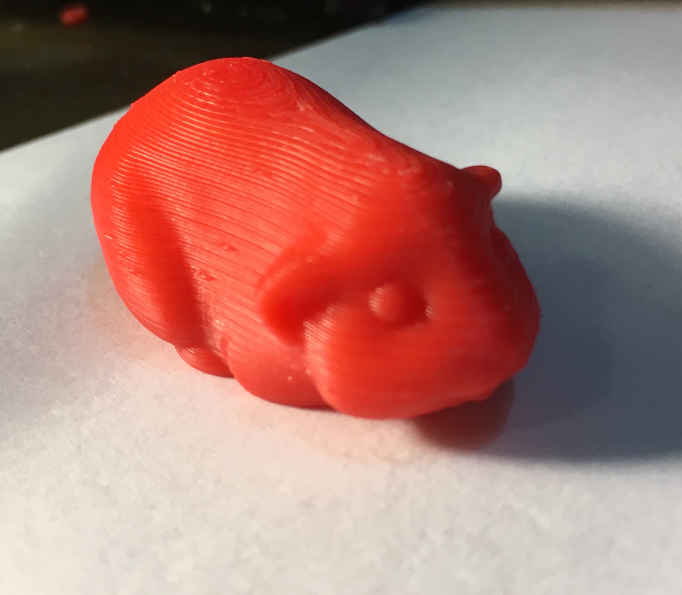Guinea Pig V.2