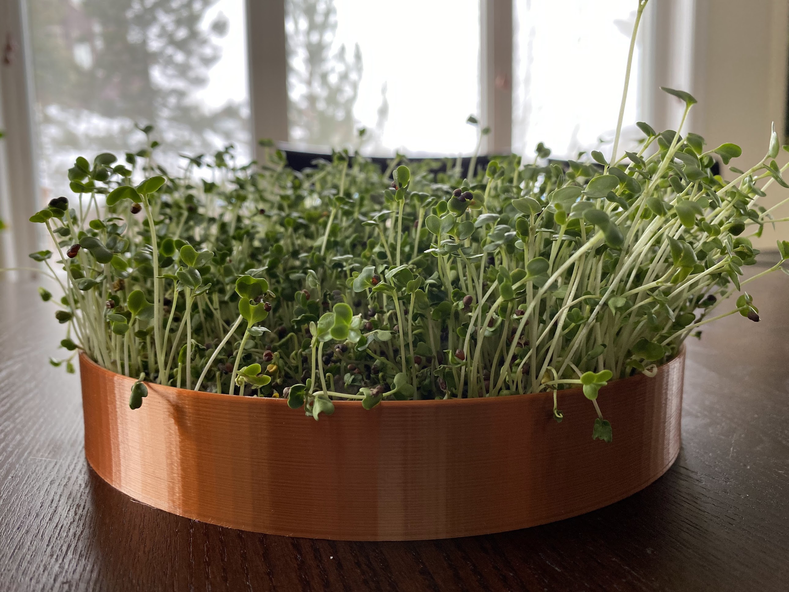 The best seed growing tray there is