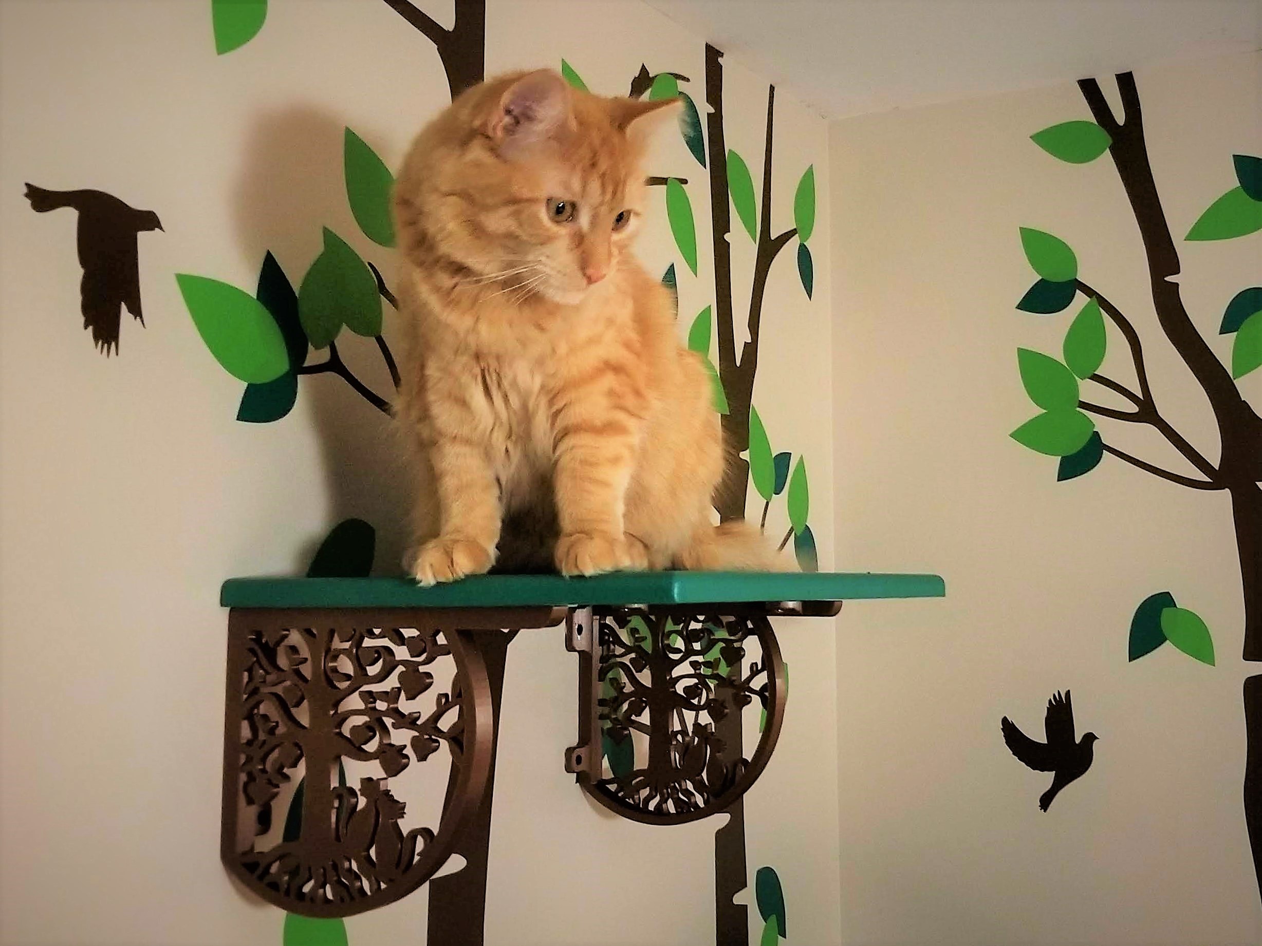 Happy Cats Shelf Brackets
