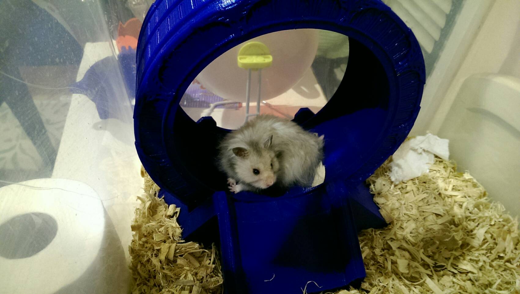 Stargate Hamster Wheel