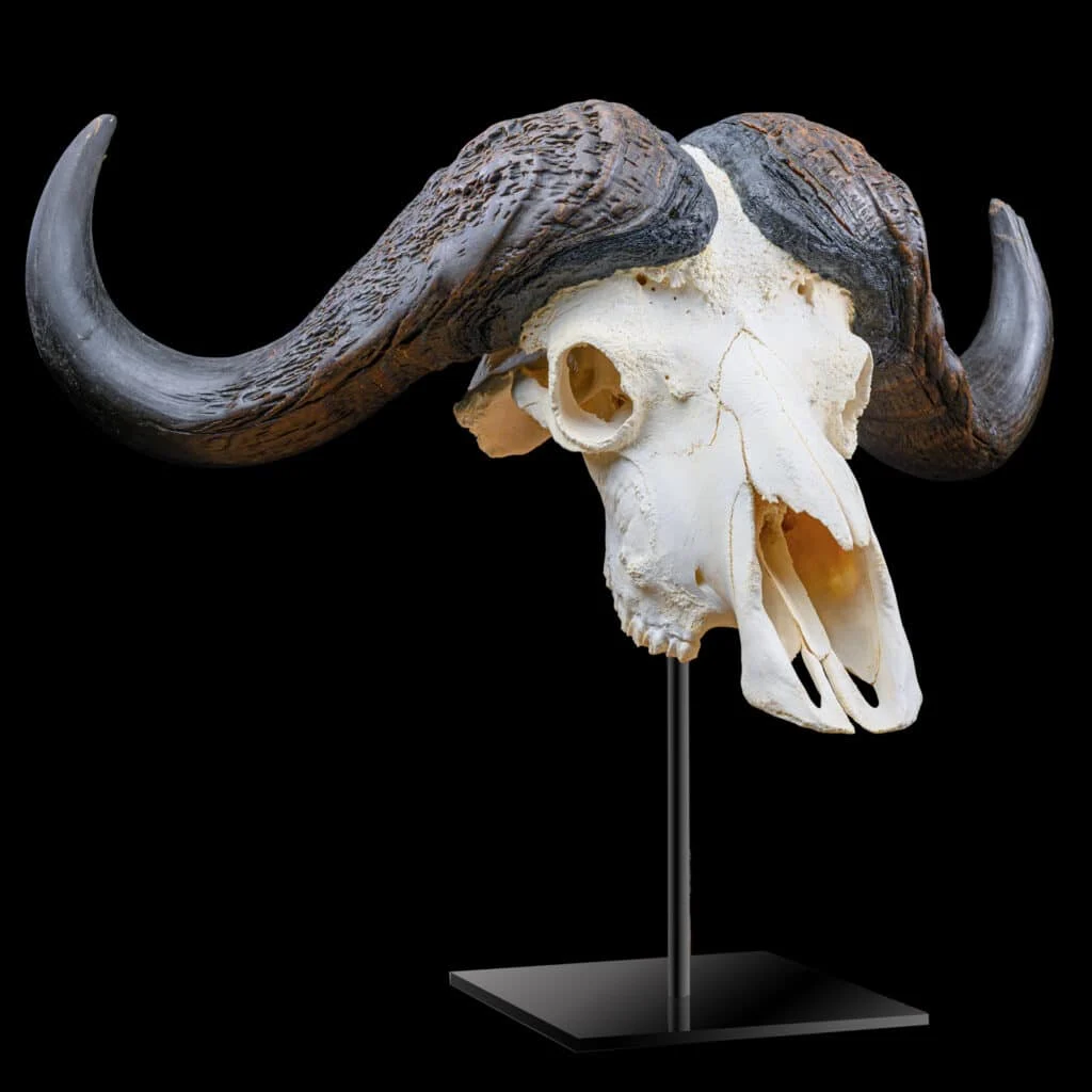Buffalo (Cape) Skull