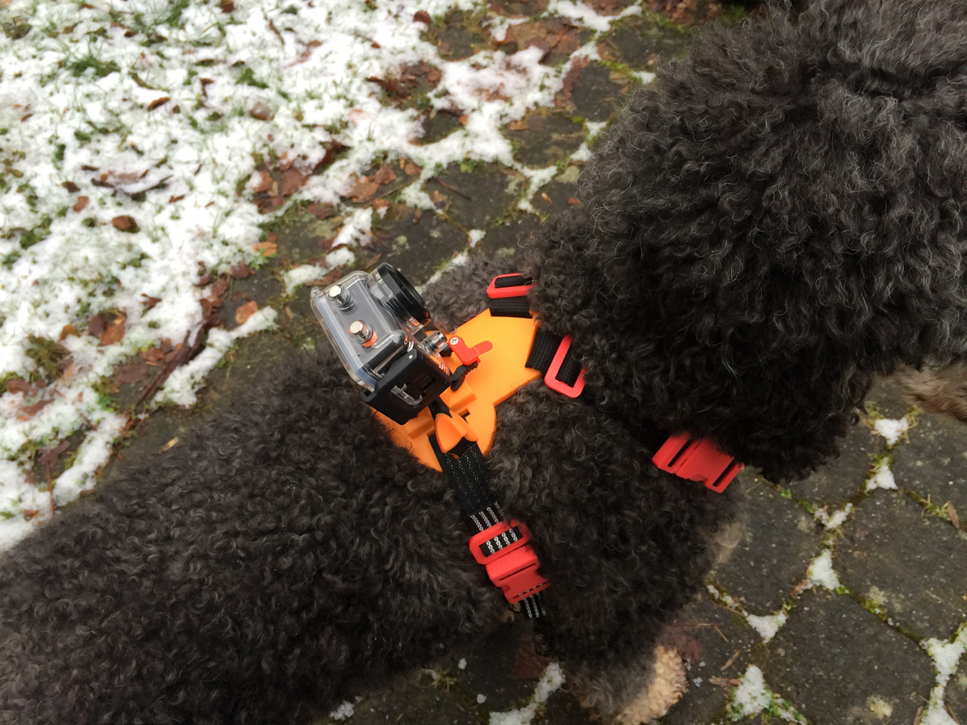 Medium Dog Camera Harness