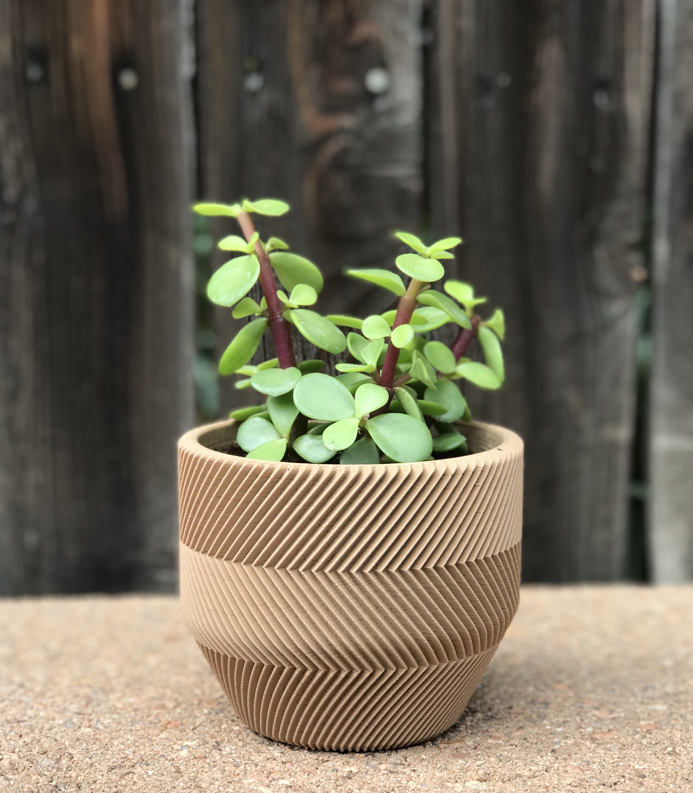 Succulent Planter - for Lazy People