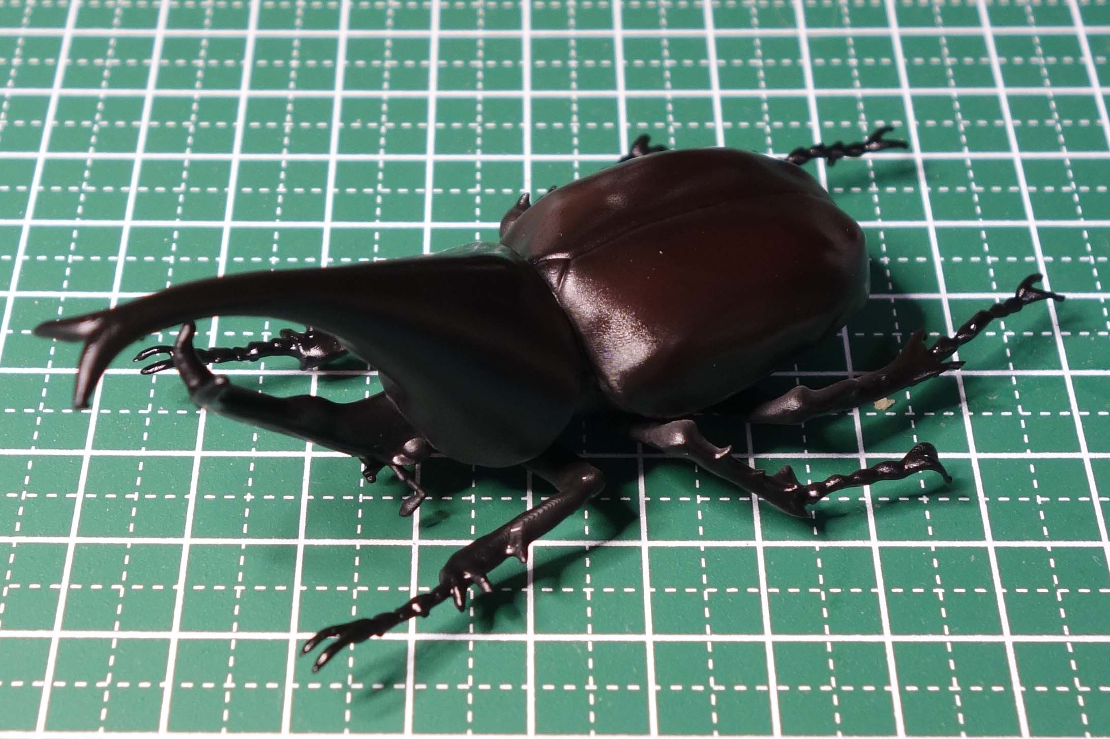 Xylotrupes gideon