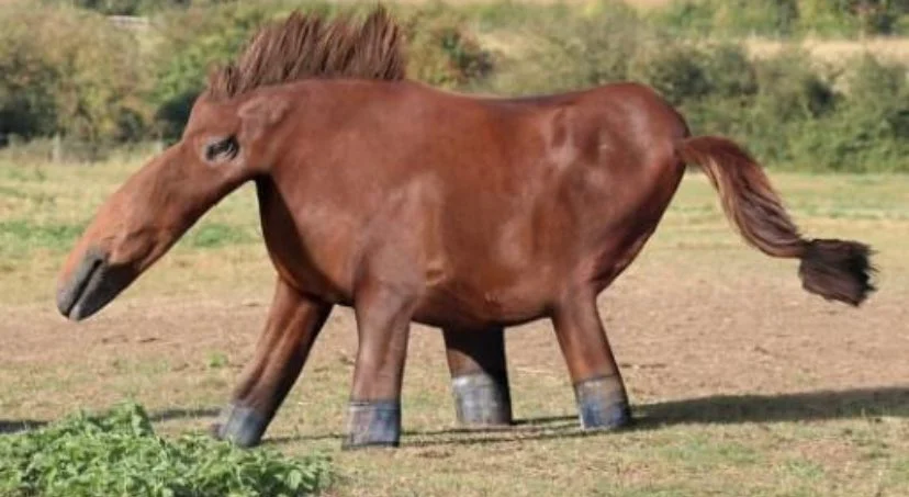 Honse