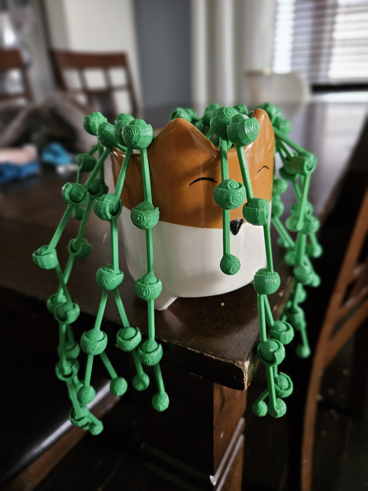 String of Pearls Plant (succulent)