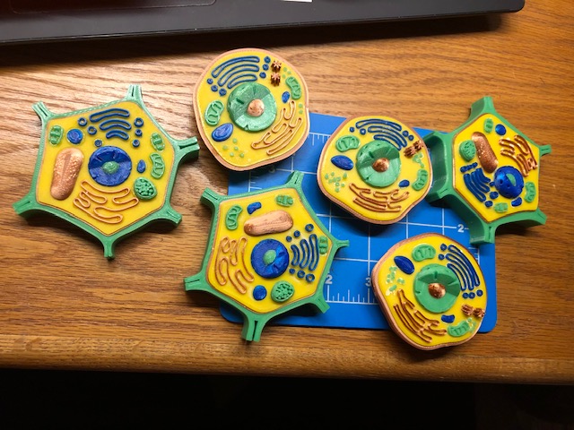 Optimized 4-Color Animal & Plant Cell