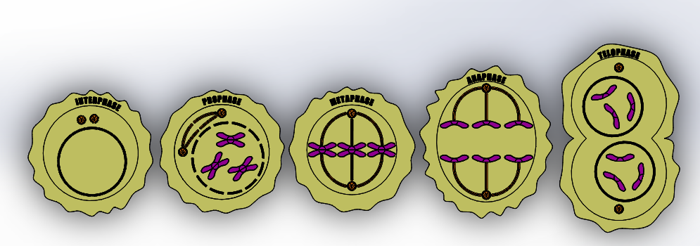 Model Phases of Mitosis