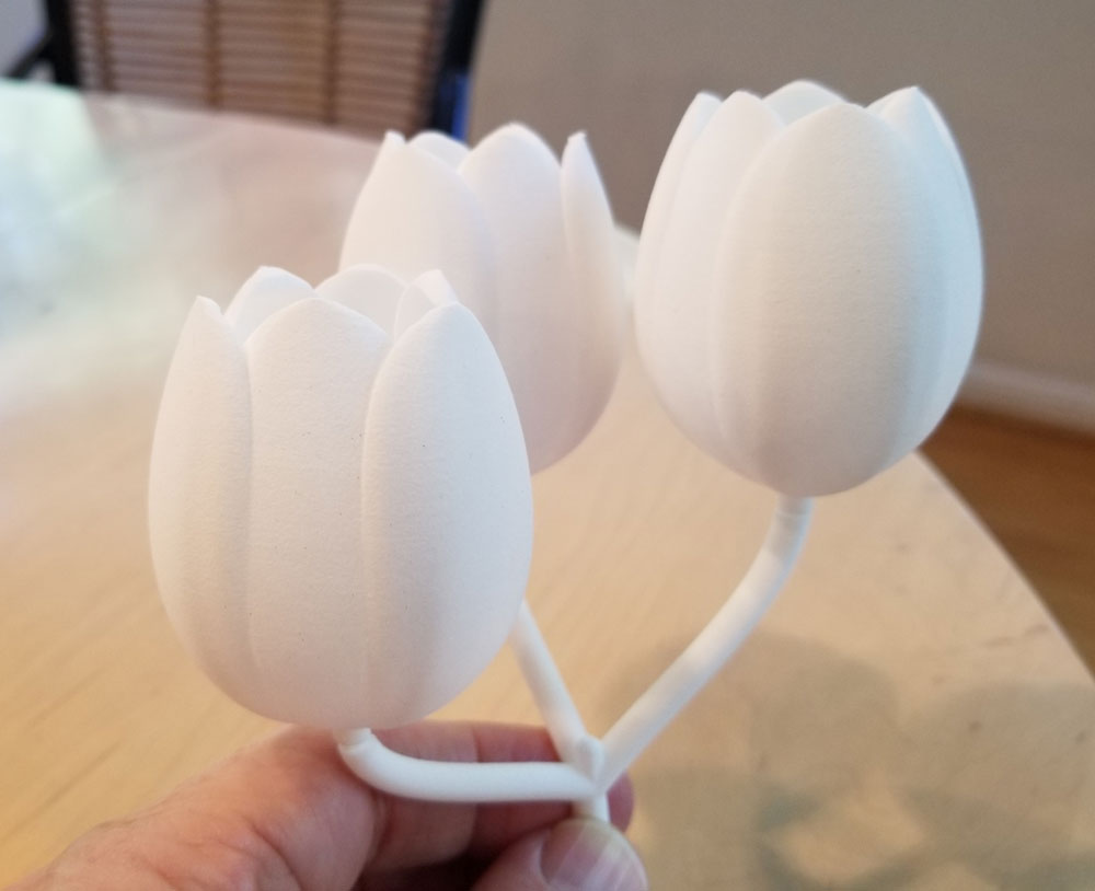 tulip flower
