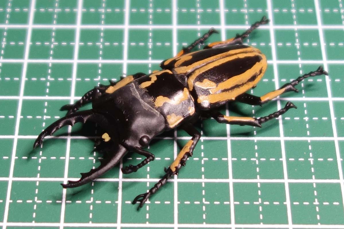 Prosopocoilus zebra