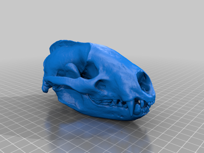 Digital Scan Skull Replica – European Badger