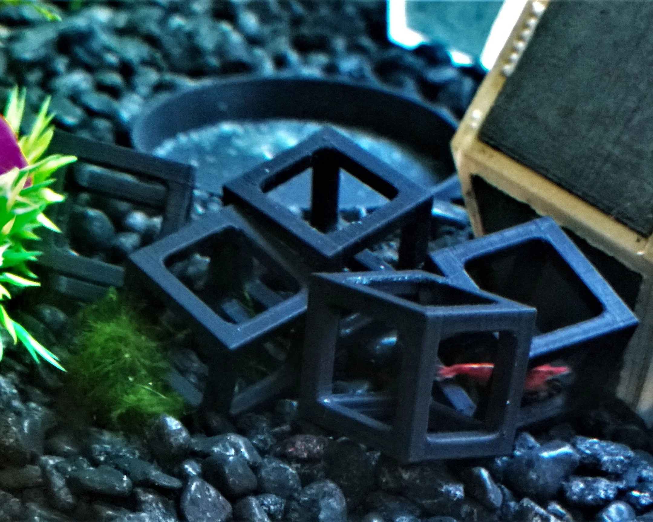 Shrimp Cube, Dodeca, Tubes (hiding place)