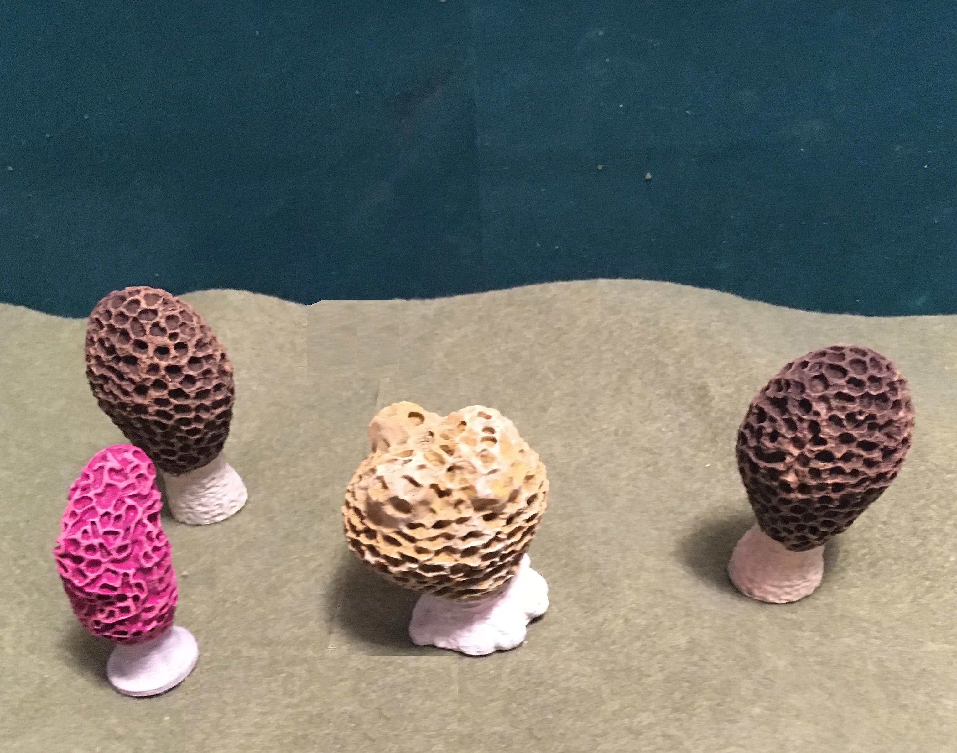 Fungii Plants