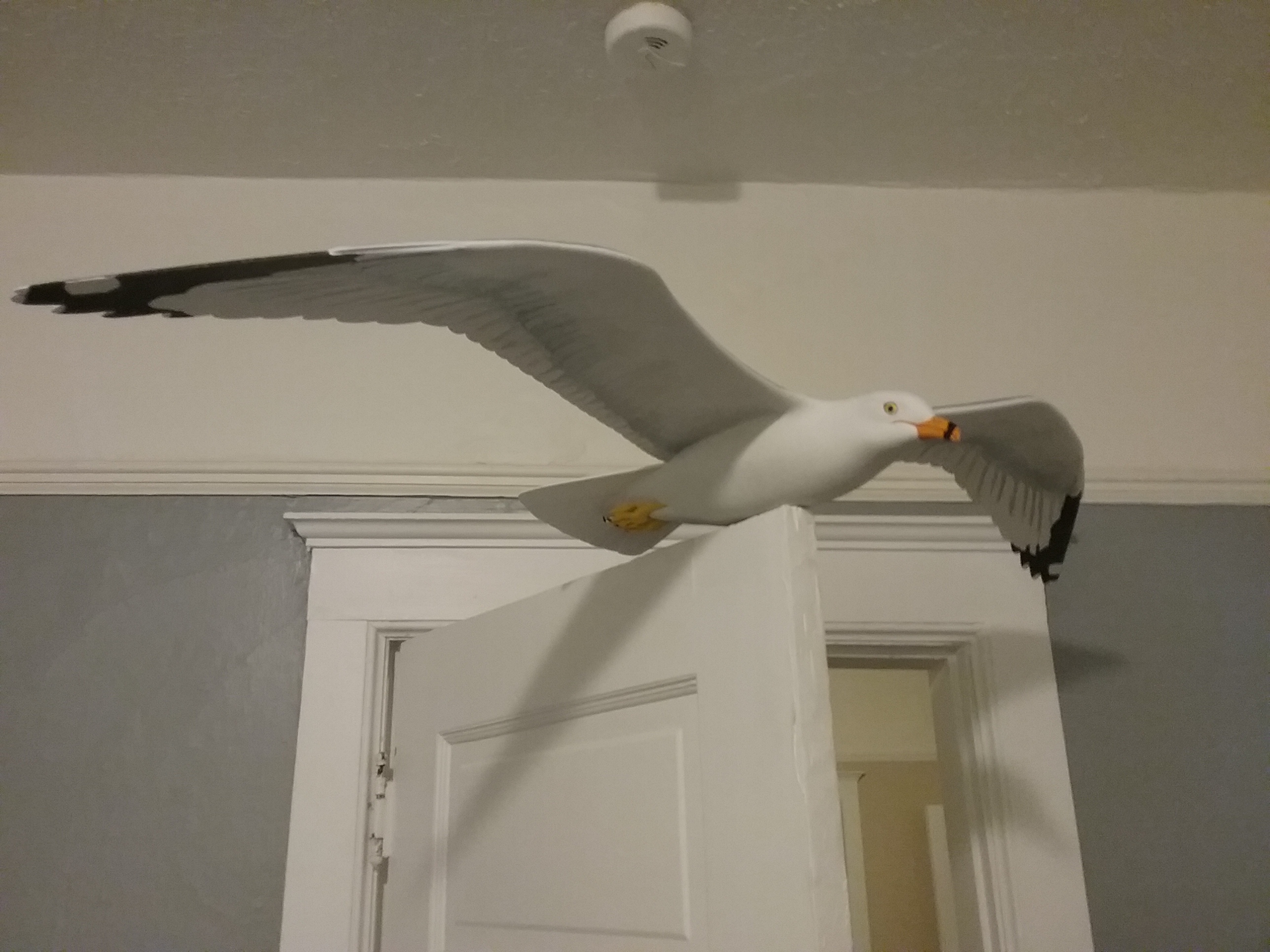 Gull in Flight