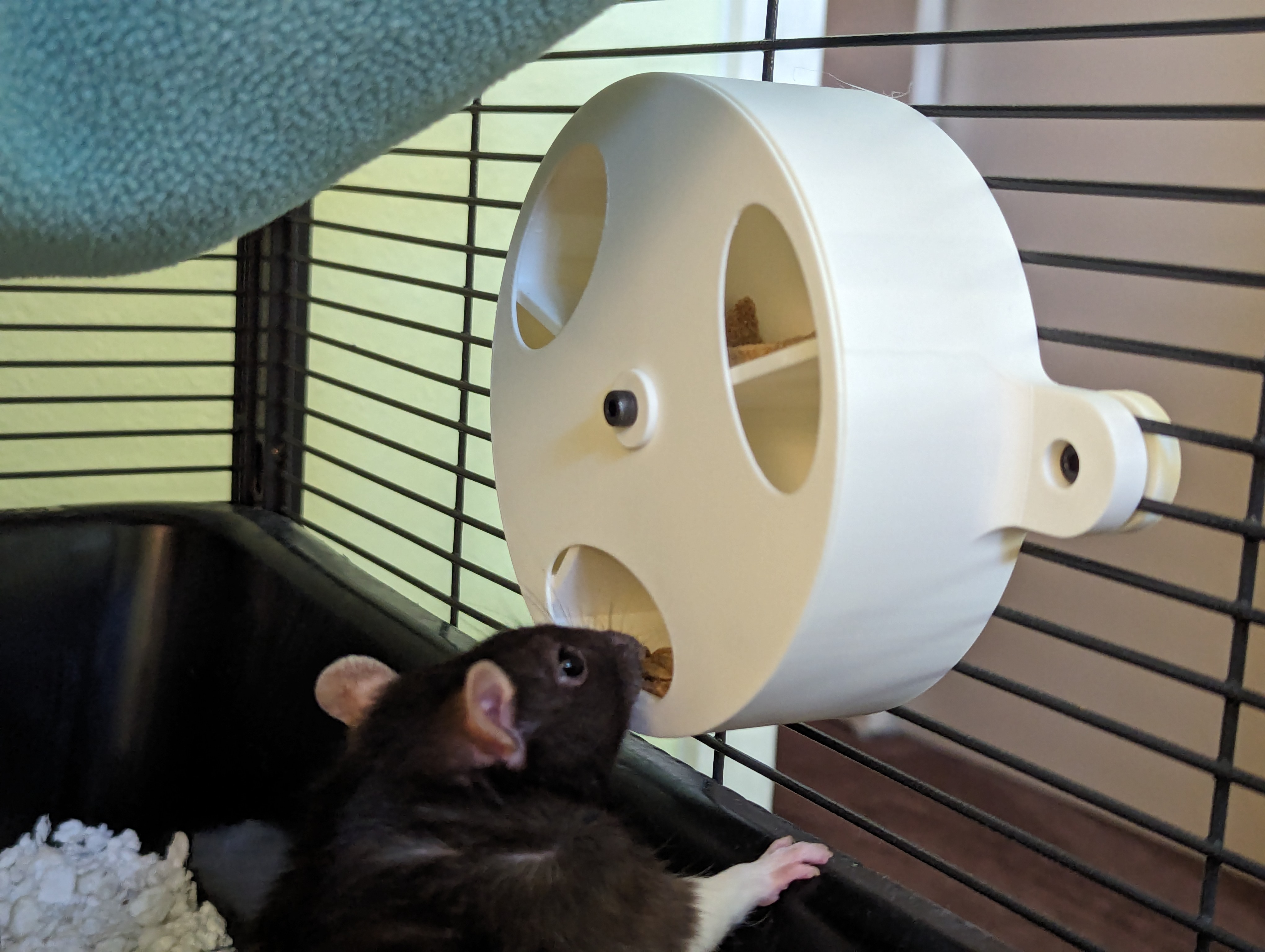 Simple Rat Foraging Wheel