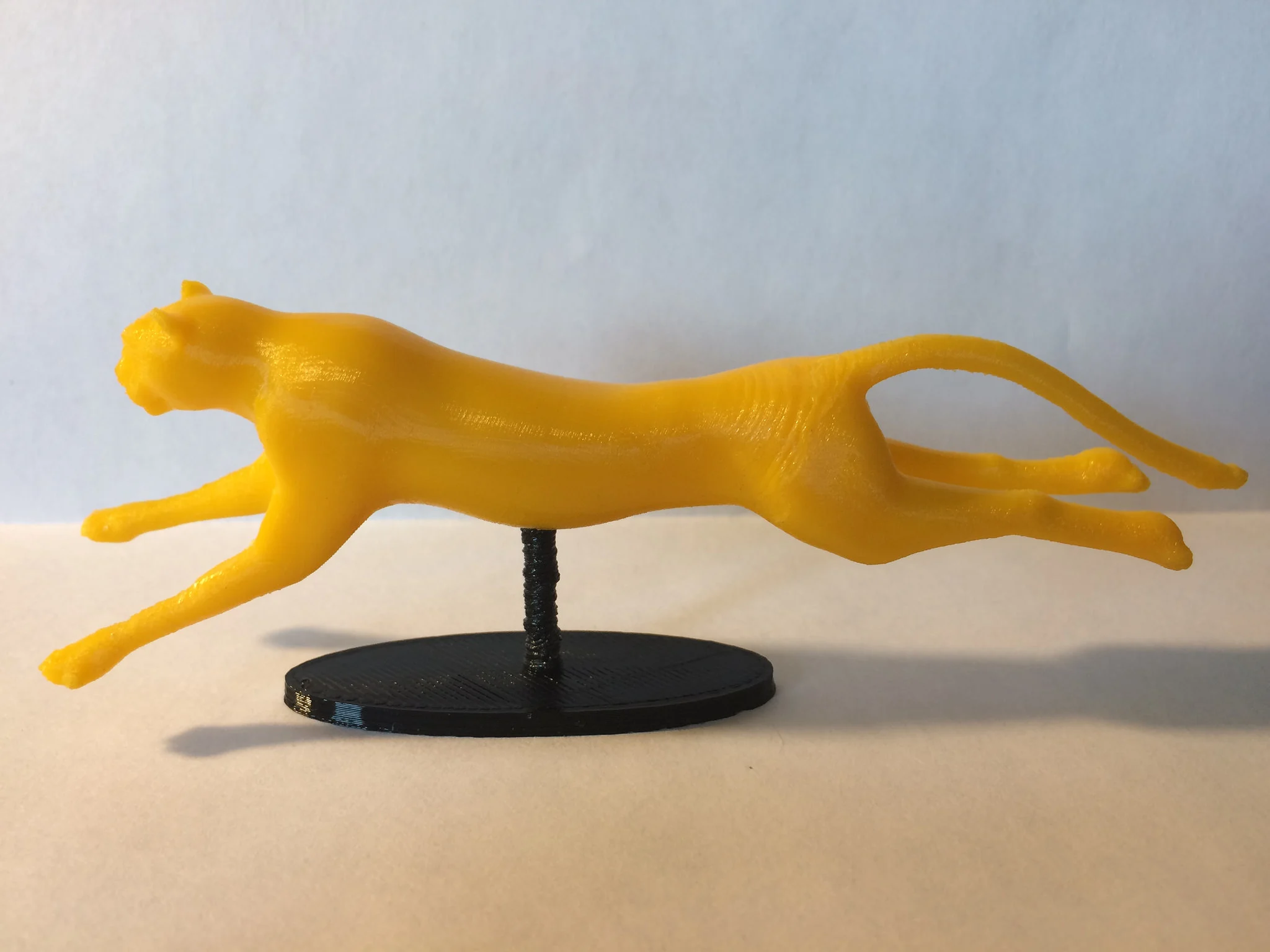 Cheetah Running