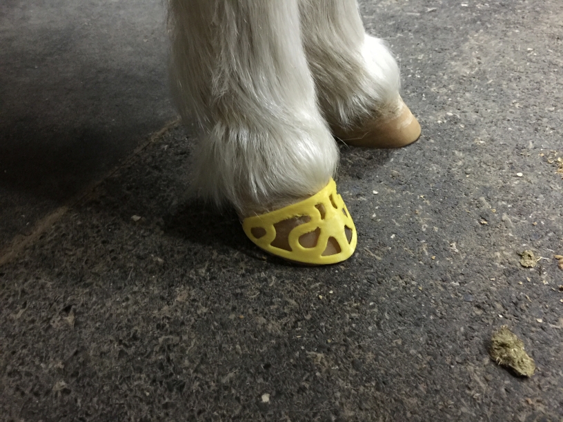 Horse hoof ornament