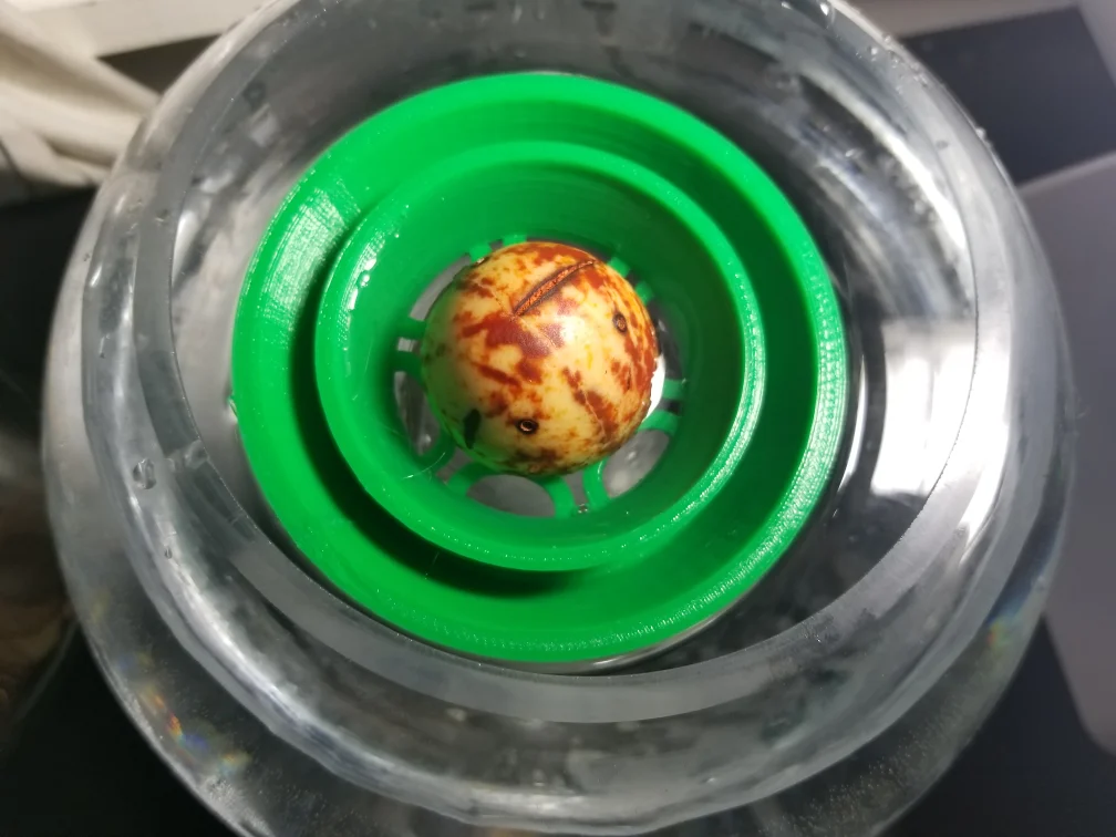 Avocado Bucket