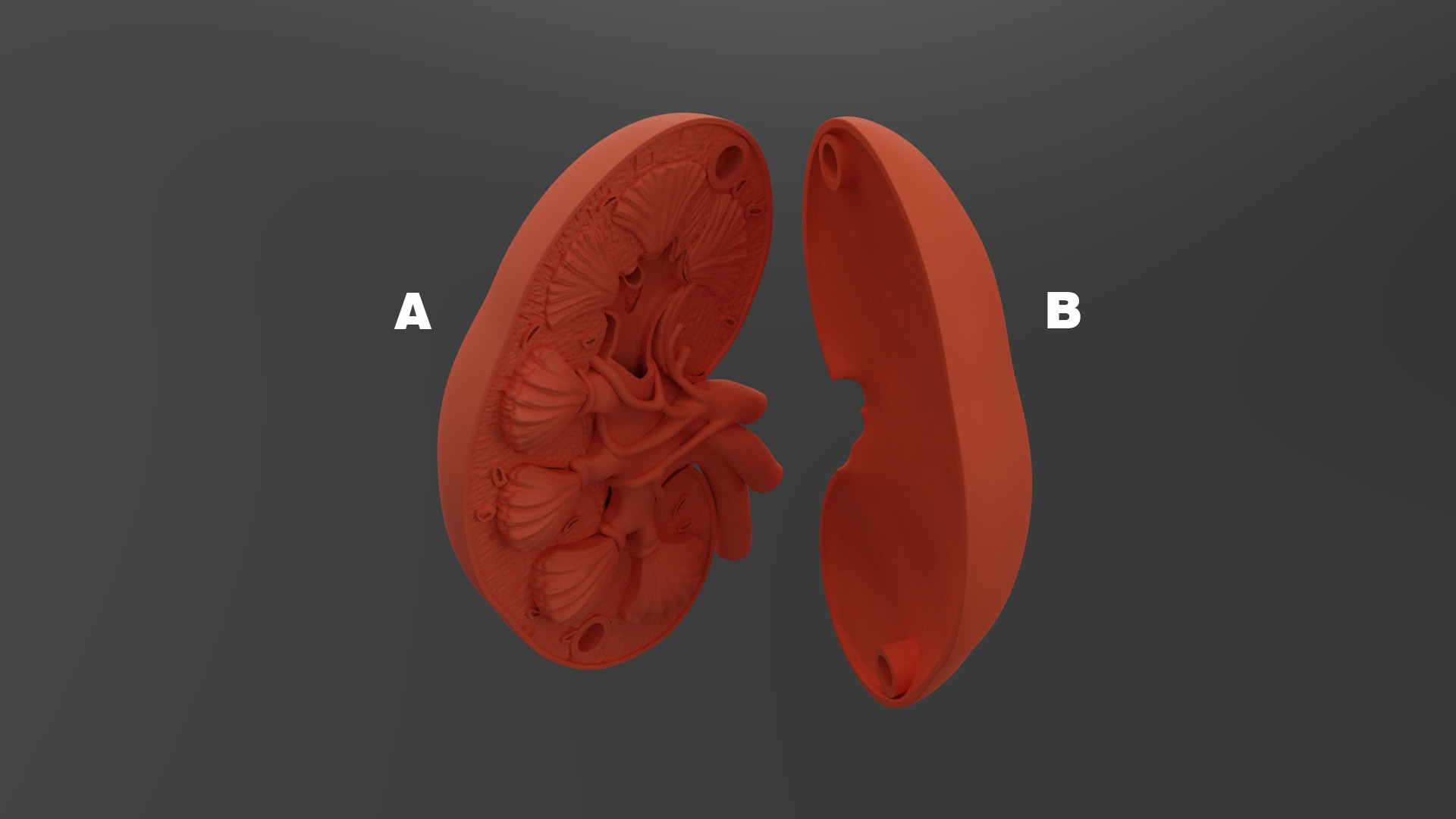 Kidney model