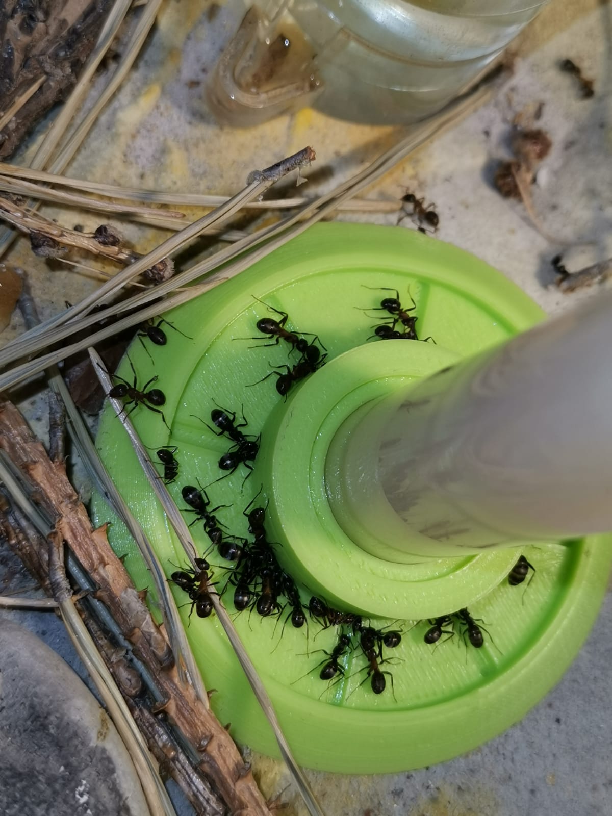 Ant feeder & drinker