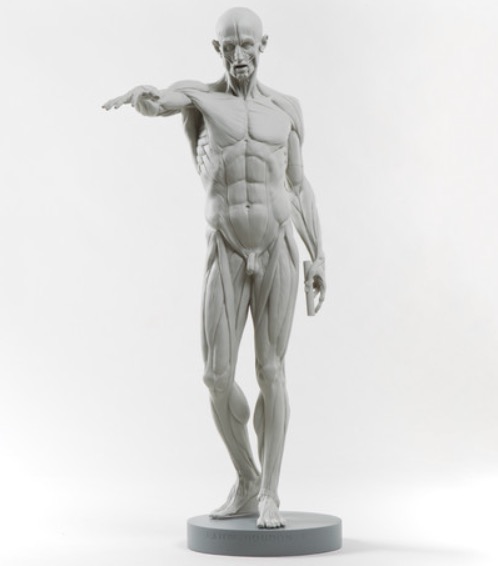 Ecorche Houdon