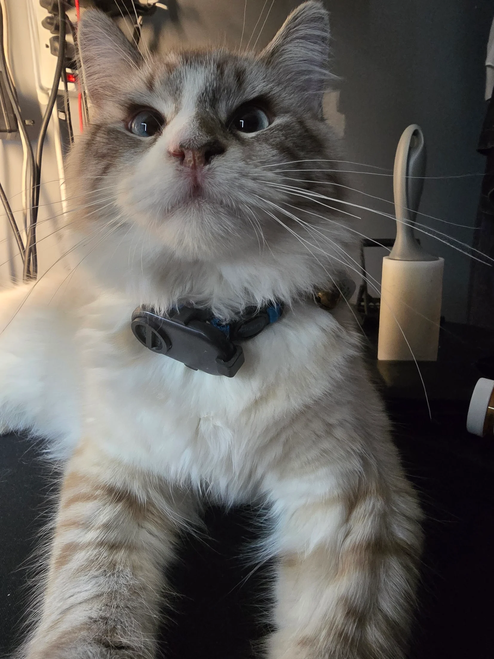 Galaxy Smart Tag2 Cat collar clip