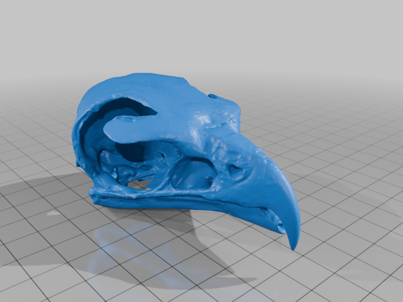 Red Tailed Hawk Skull