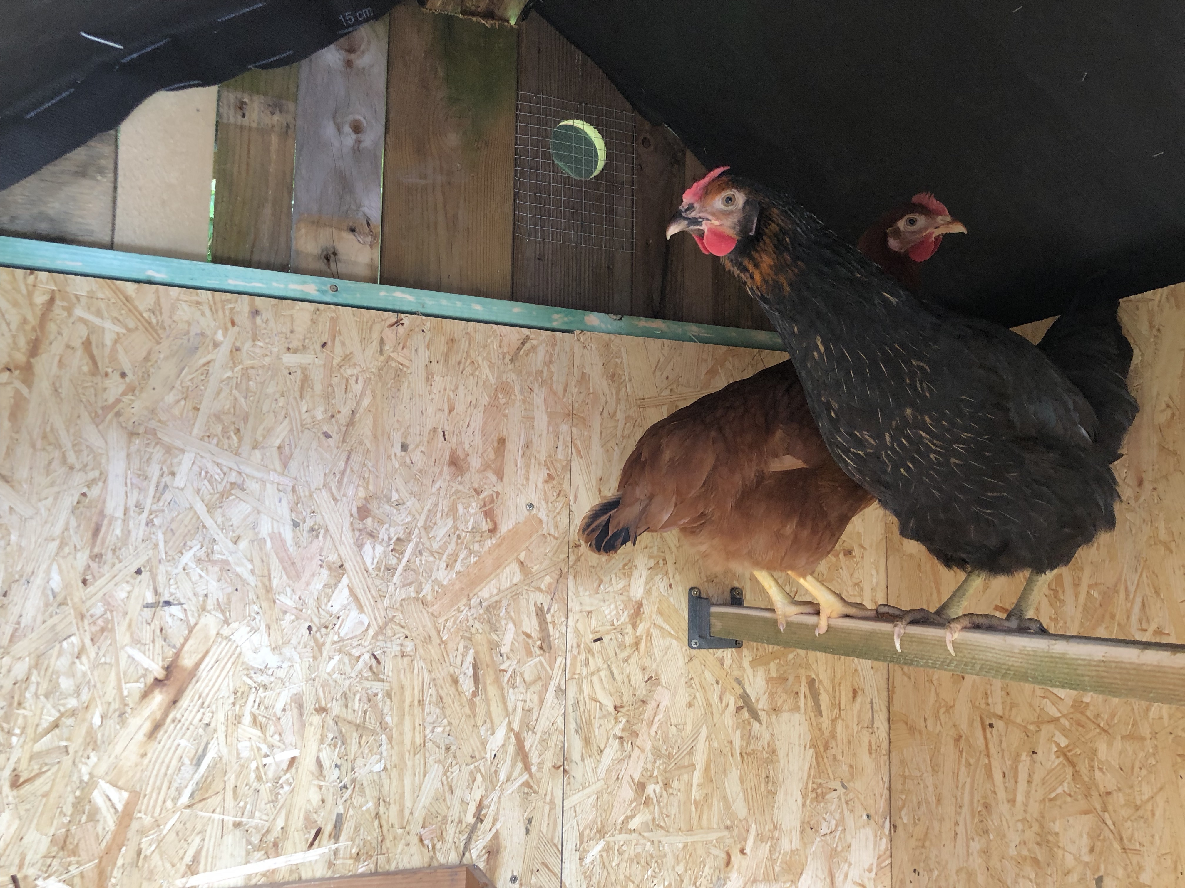Chicken Coop Perch - Support perchoir pour poulailler