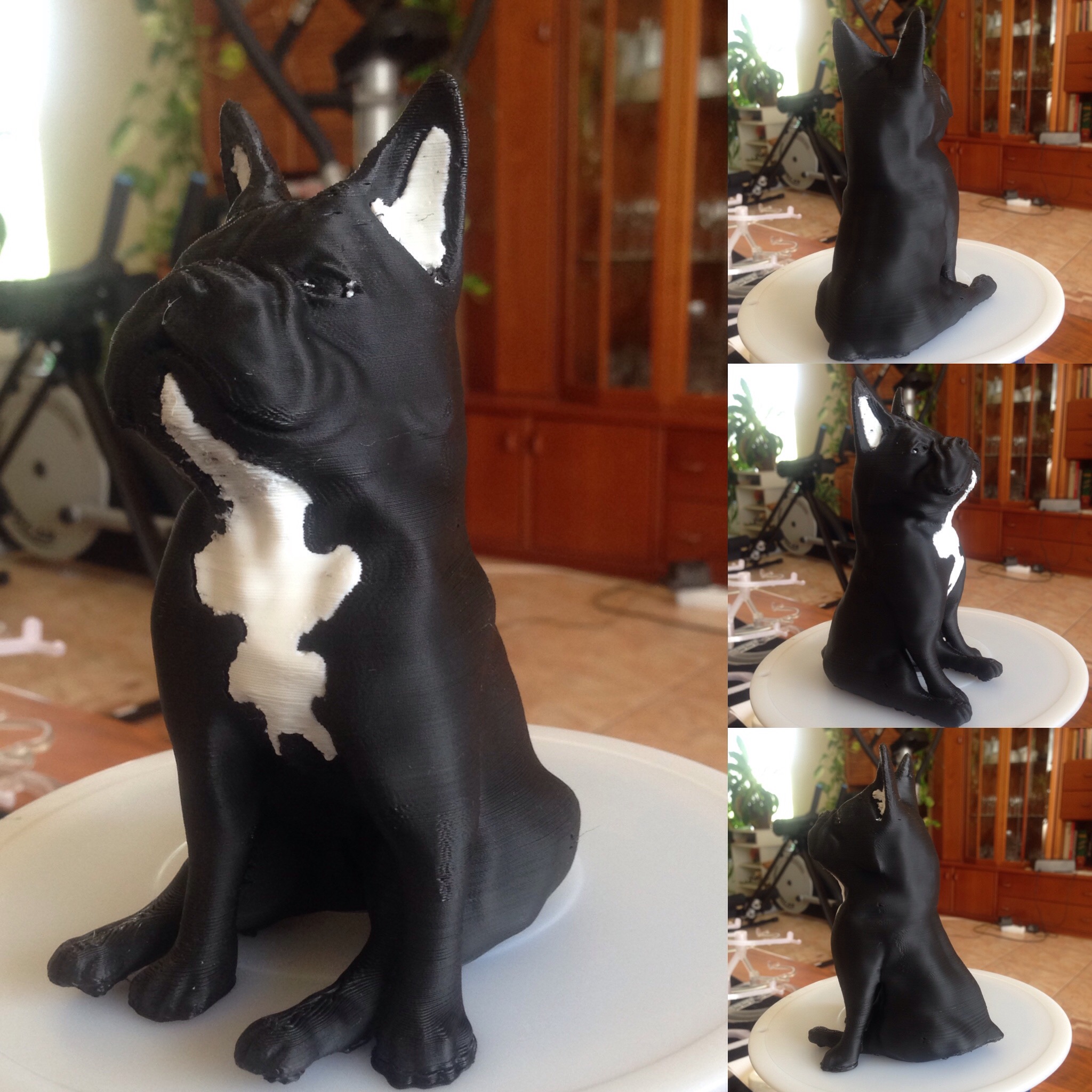 French Bulldog sitting like a boss for dual extrusion