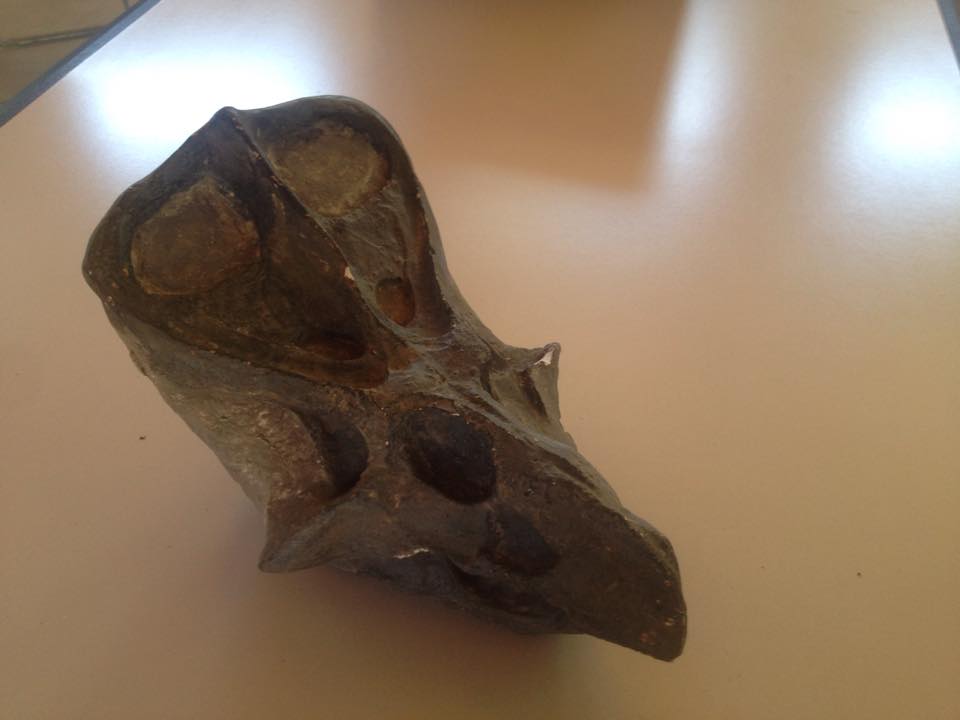 Protoceratopo sp.
