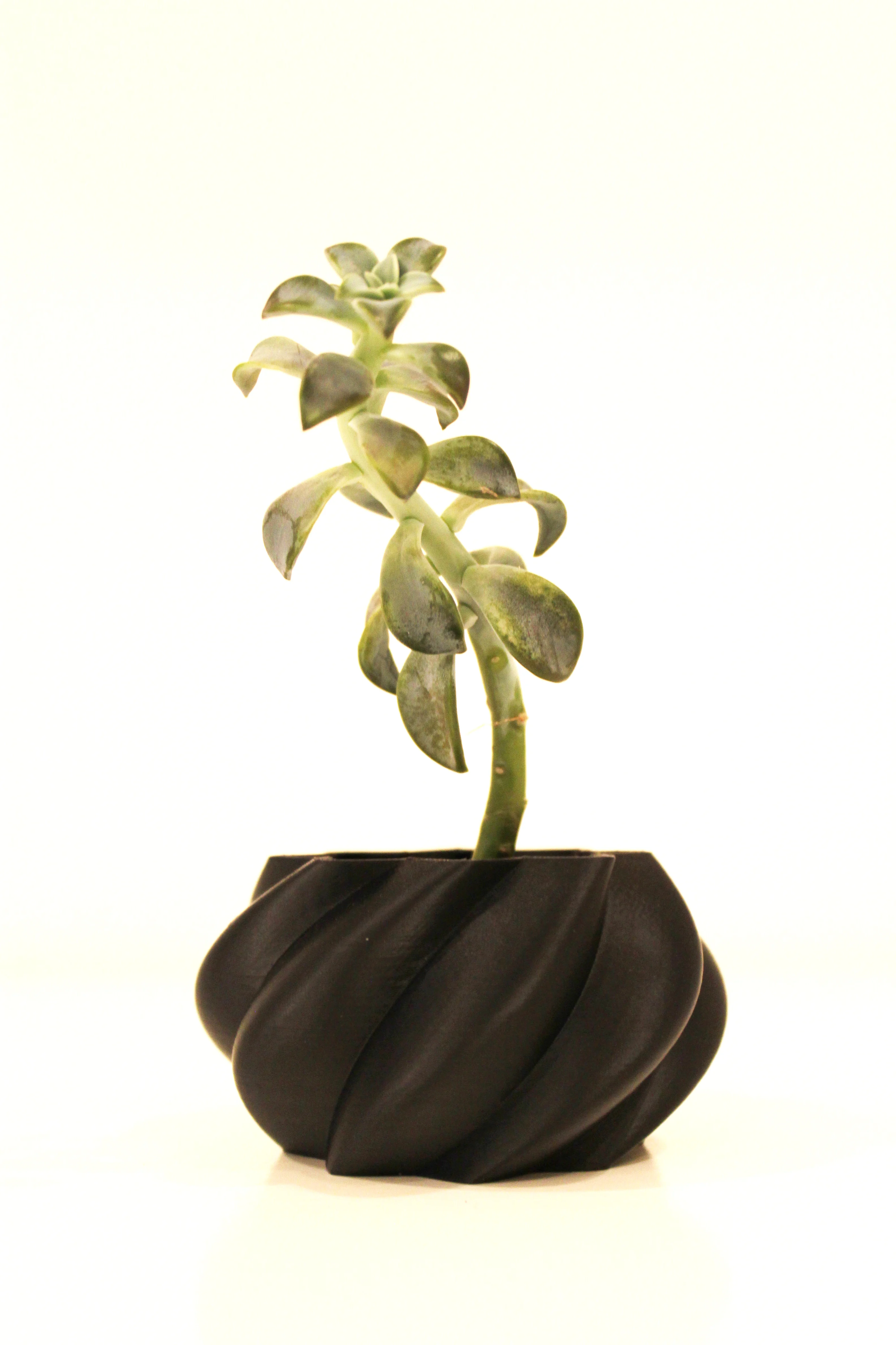 Onion Planter