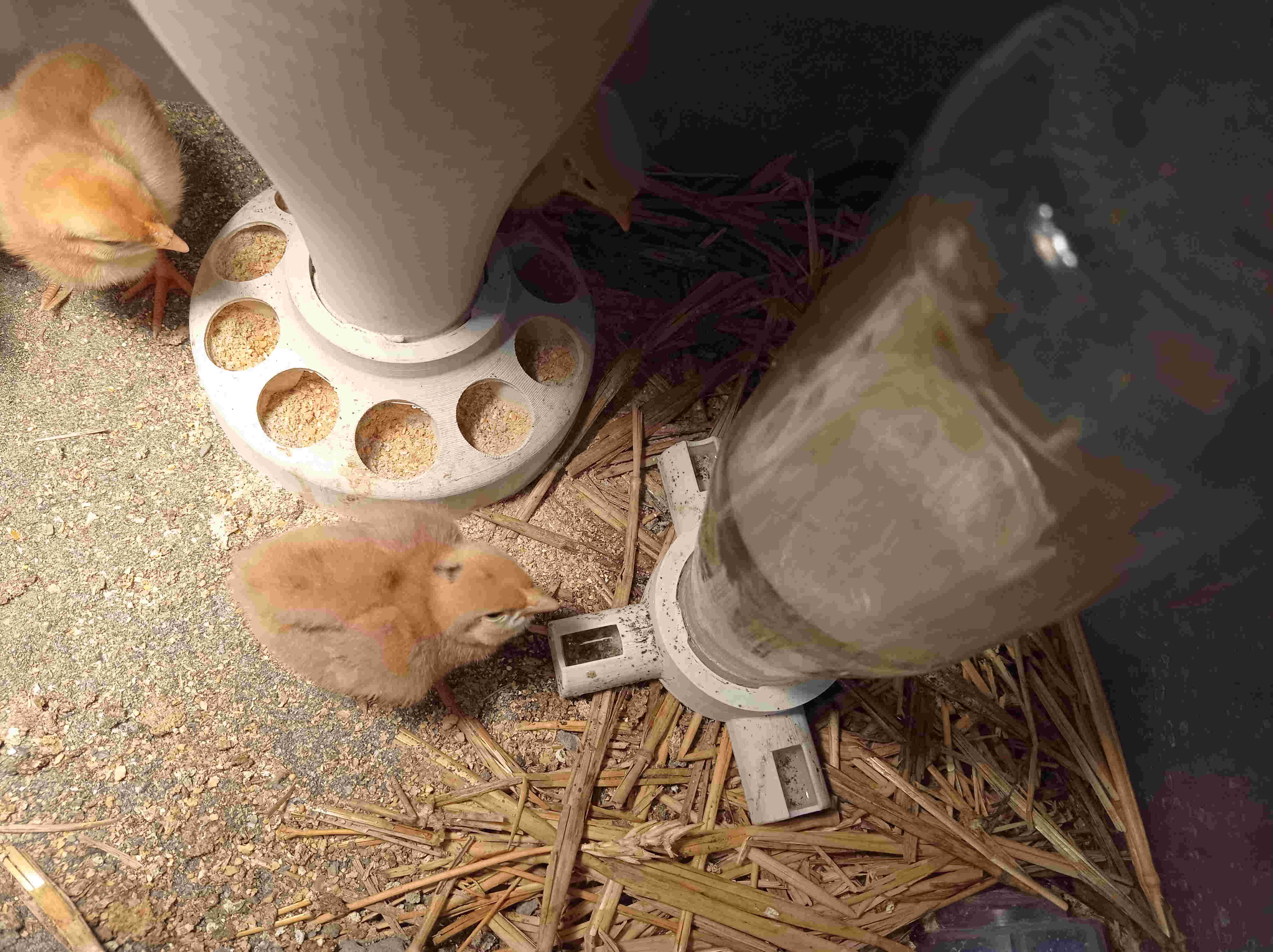 Food and water for the chicks. Cibo e acqua per i pulcini