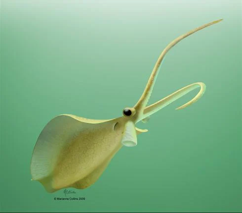 Nectocaris