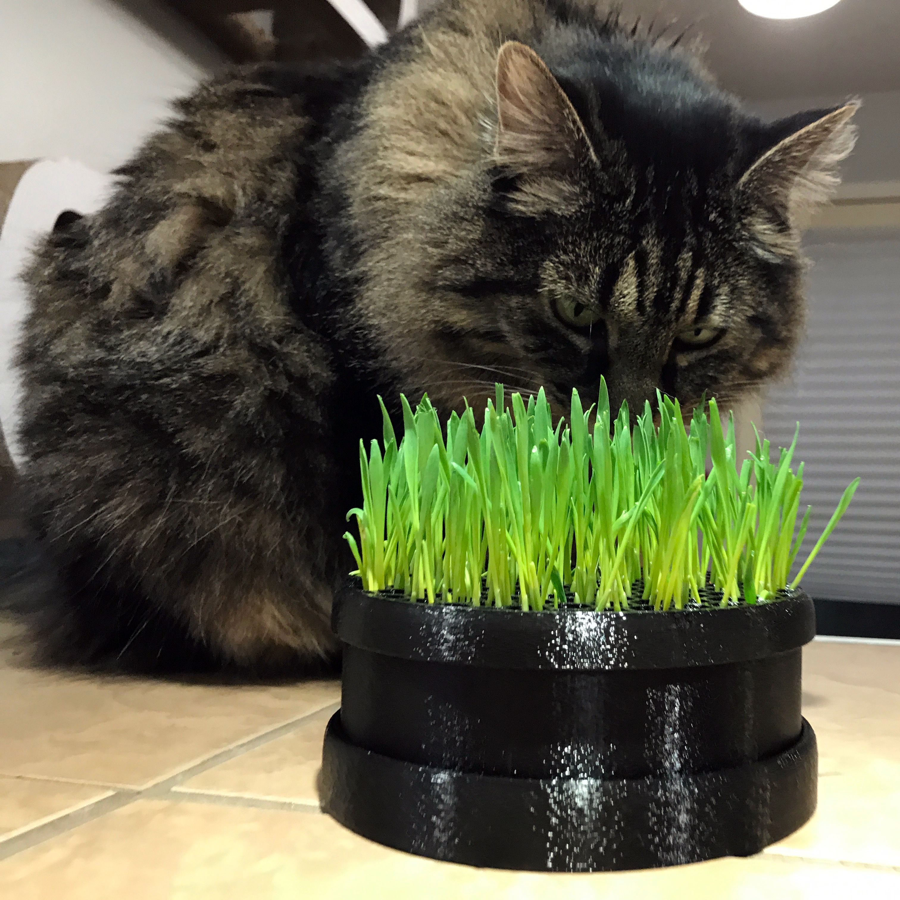 Cat Grass Planter