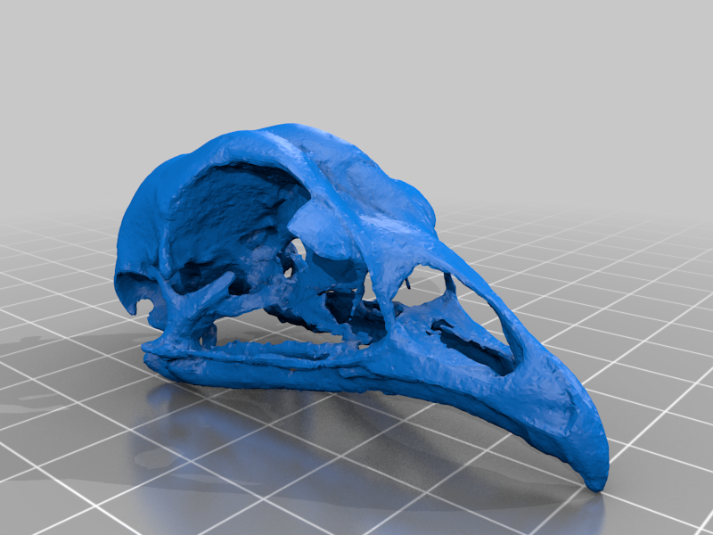 Chicken Skull by misterdevious