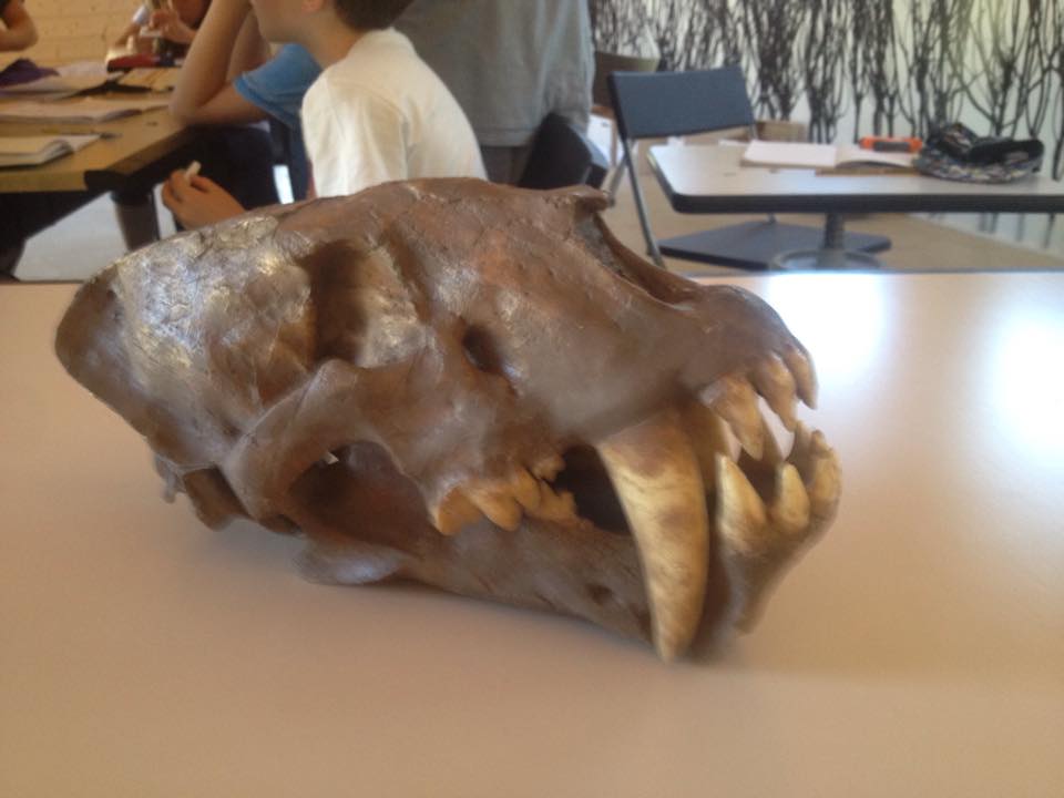 Homotherium sp.
