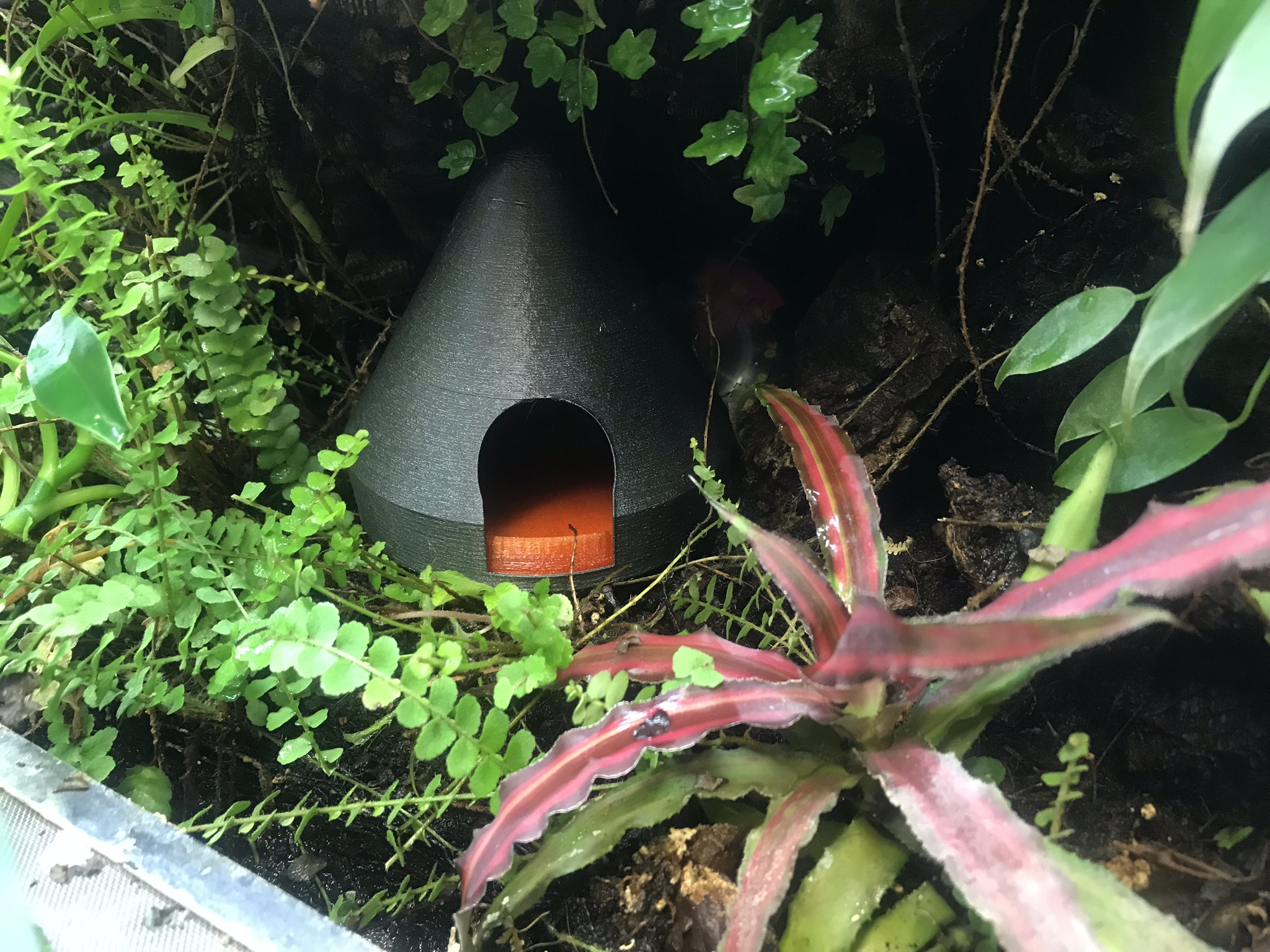 Dart Frog Housing Dendrobates