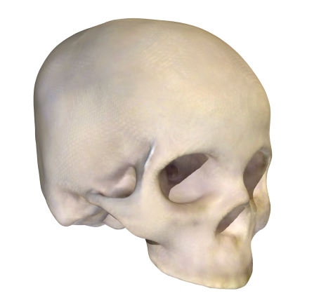 Homo Sapien Skull
