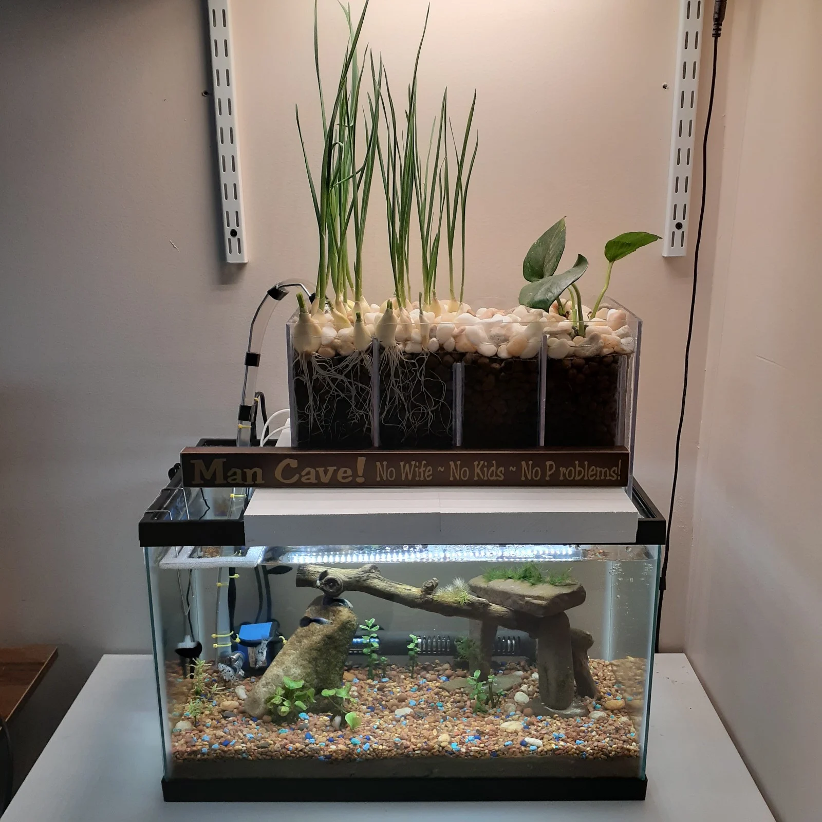 Aquaponic filter for fish tank