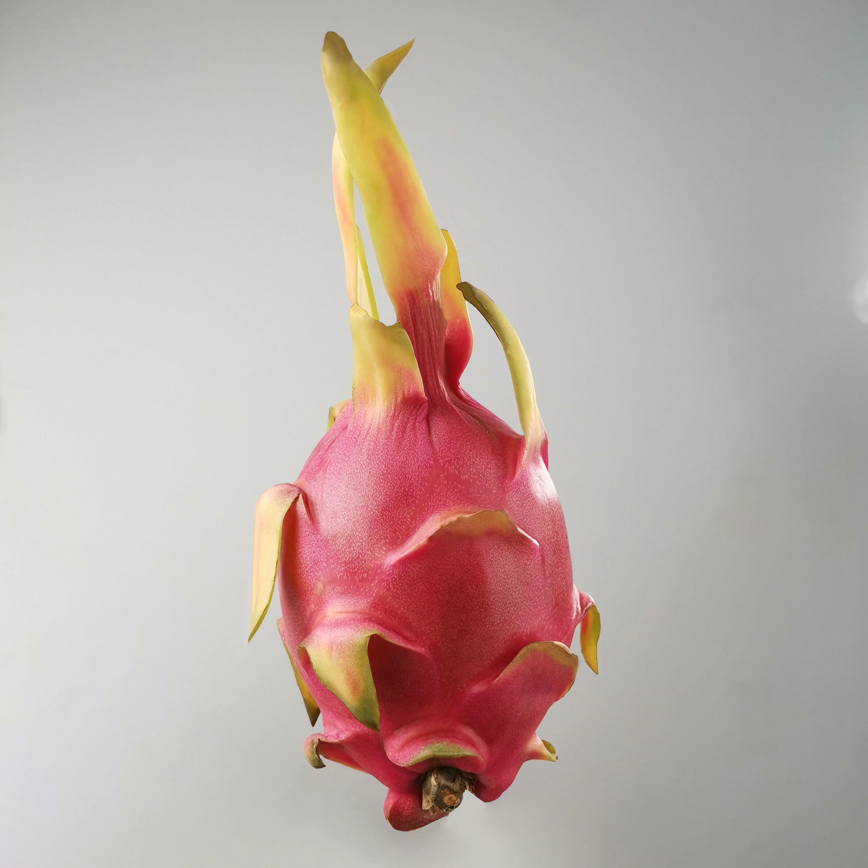 Dragon fruit-Pitaya（generated by revopoint pop）