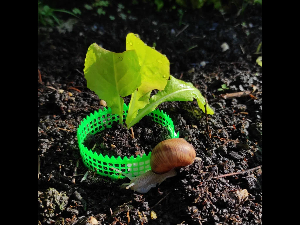 Slug / Snail Barrier