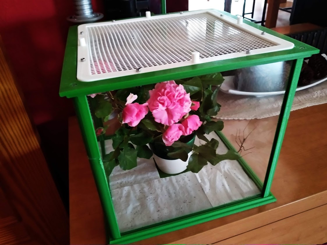 Insect Terrarium