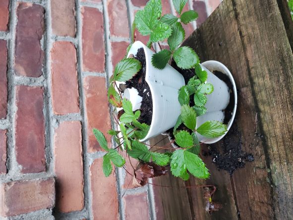 Stackable Selfwatering Flower Pot