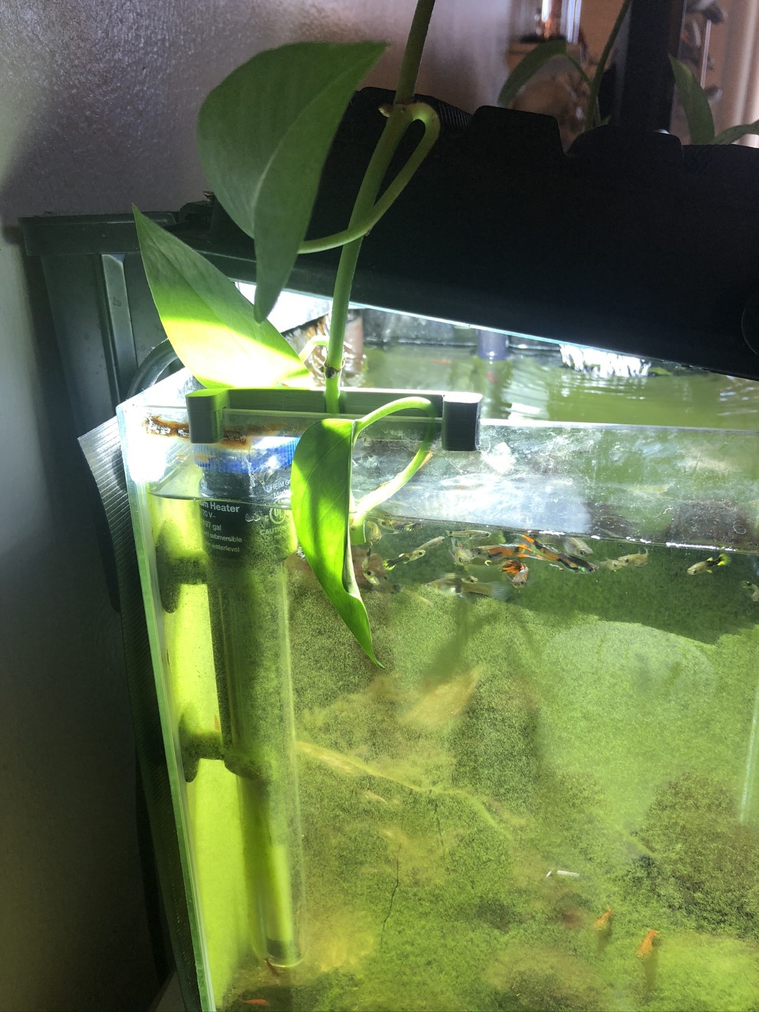 Pothos Holder Aquarium Fish Tank