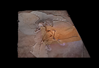 Berlin Archeopteryx