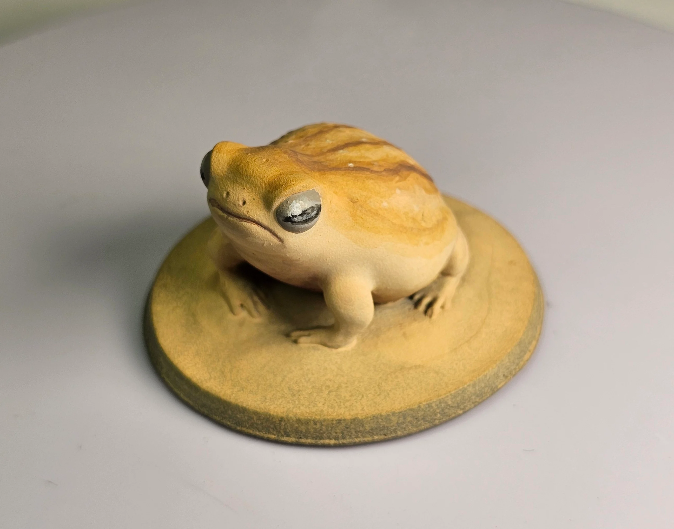 Desert rain frog