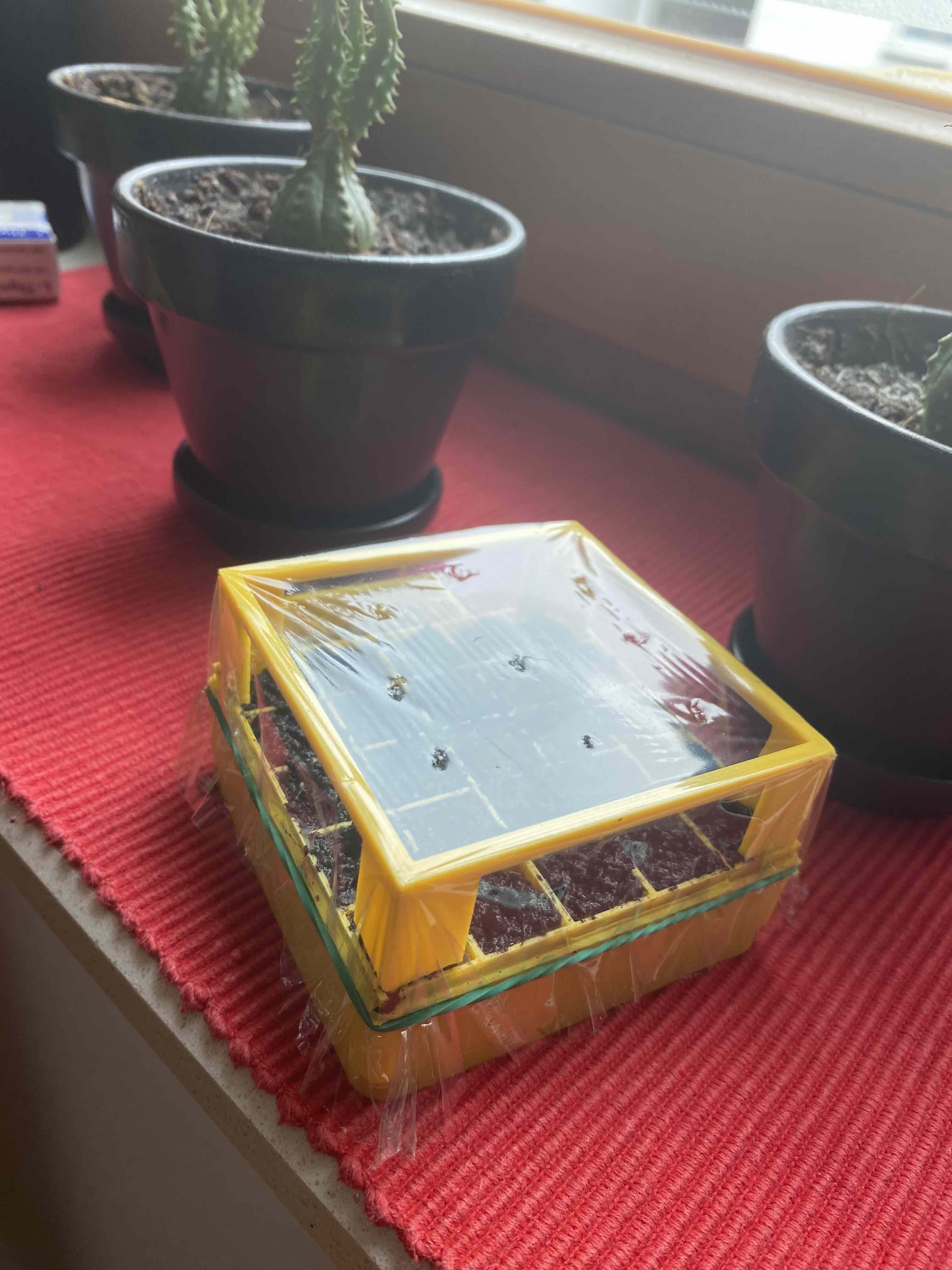 Cactus Greenhouse; Kakteen Treibhaus