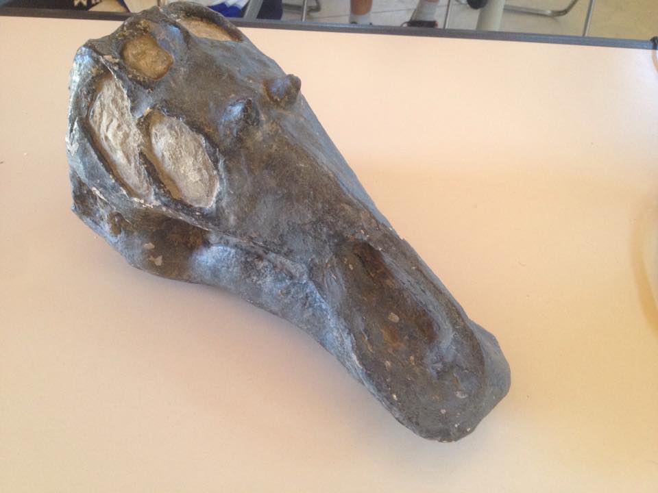 Mayasaura sp.