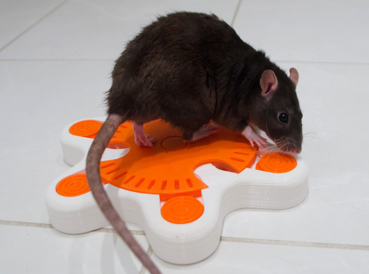 (Pet Enrichment Toy) Turntable Starfish