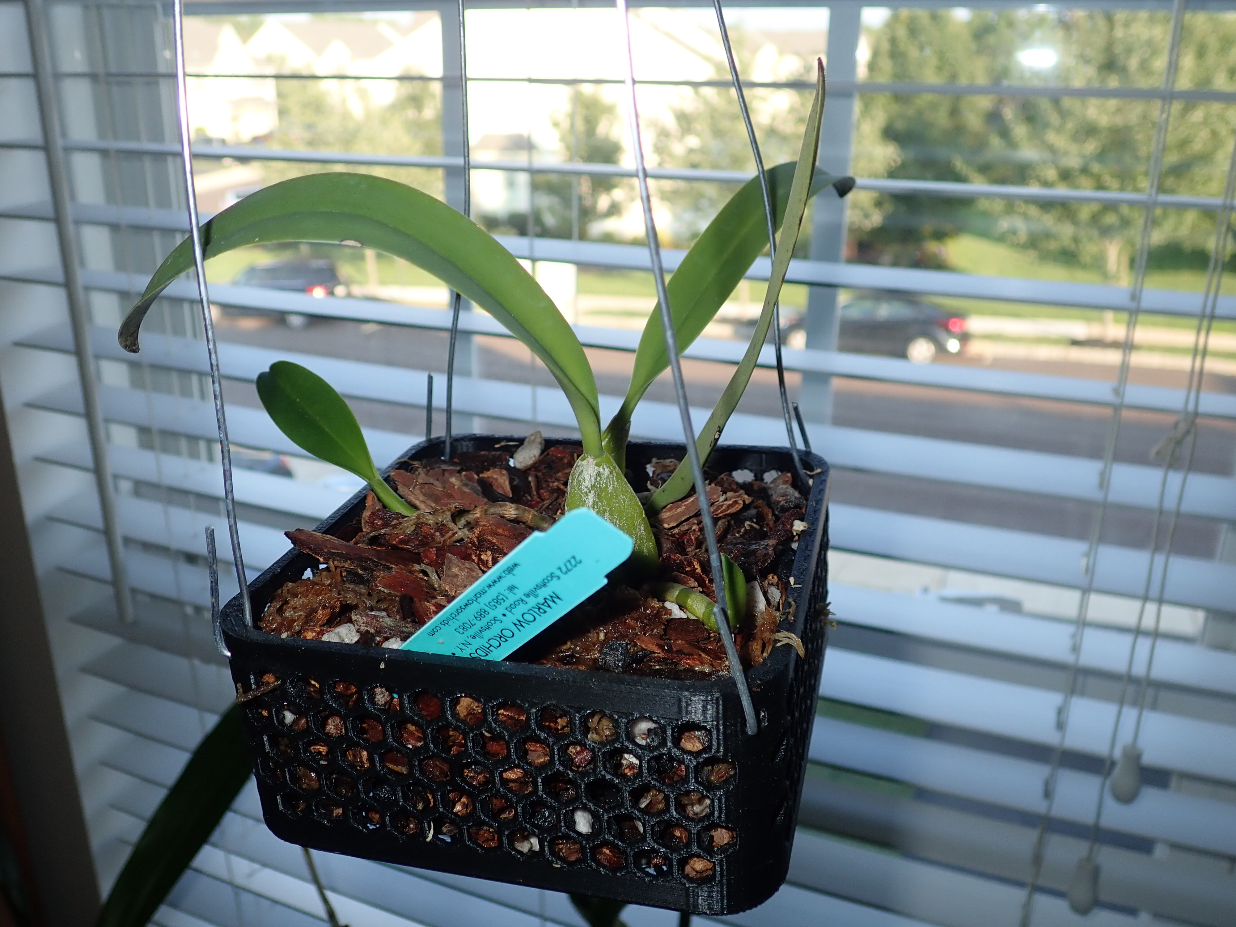 Parametric Orchid Basket